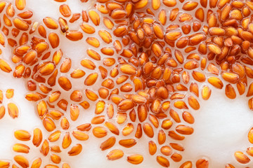 Closeup cress seeds planted to grow on wet cotton as background