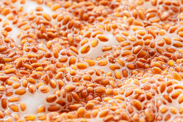 Closeup cress seeds planted to grow on wet cotton as background