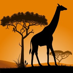 Fototapeta na wymiar Savannah, the silhouette of the trees and the giraffe.