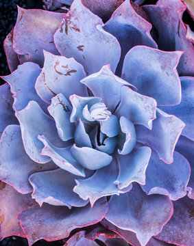 purple Echeveria Afterglow