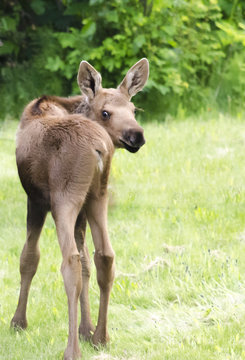 Moose calf in a u-turn