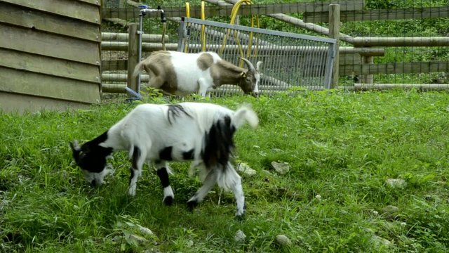 Capra Ziegen Ch&egrave;vre Cabra 家山羊 Tamget Коза домашняя Goat