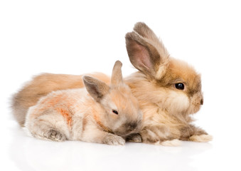 Obraz premium Two cute rabbits in profile. isolated on white background