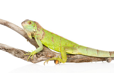 Naklejka premium green iguana crawling on dry branch. isolated on white backgroun