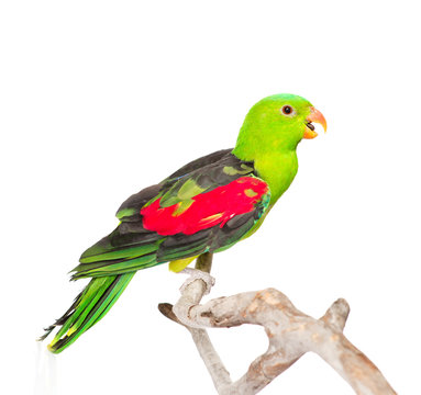 Screaming Red-Winged Parrot (Aprosmictus erythropterus) in profi