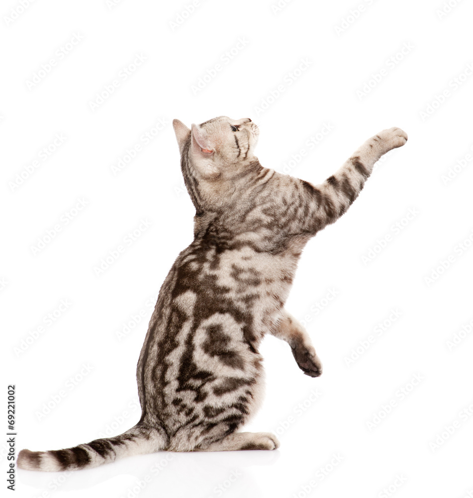 Poster playful tabby cat in profile. isolated on white background