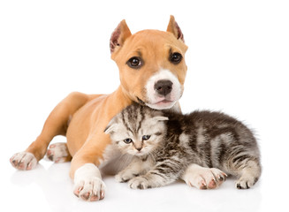 kitten and puppy together. isolated on white background