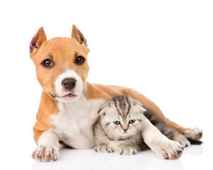 stafford puppy embracing small scottish kitten. isolated on whit