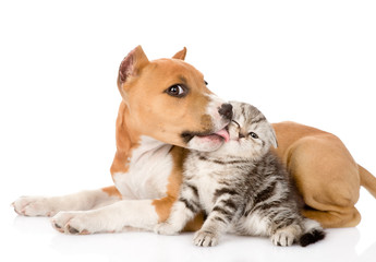 stafford puppy kissing little tabby kitten. isolated on white ba