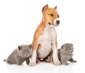 stafford puppy and two kittens sitting together. isolated on whi