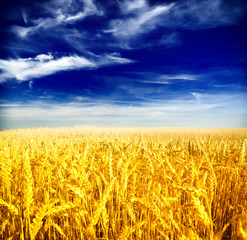 Naklejka premium Wheat field against a blue sky