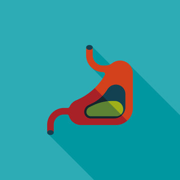 Human stomach flat icon with long shadow