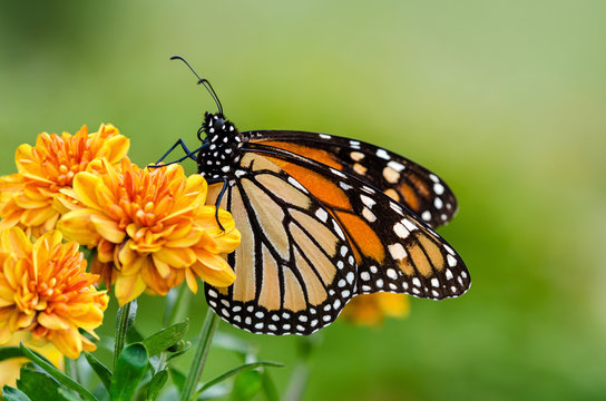 Monarch butterfly (Danaus plexippus) during autumn migration