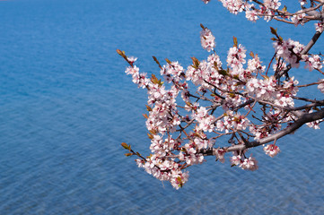 Spring blossom apricot