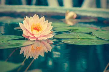 Photo sur Plexiglas fleur de lotus Un beau nénuphar rose ou une fleur de lotus en photo vintage d& 39 étang