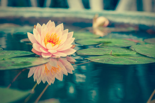 Fototapeta A beautiful pink waterlily or lotus flower in pond vintage photo