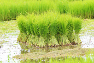 Rice farmers are withdrawing the seedlings and transplanting