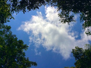 green trees and blue with clouds