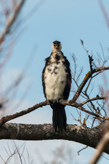 staring cormorant sitting on tree branch