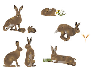 Life of hare © kerstiny