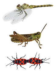 Amazing nature set  - insects