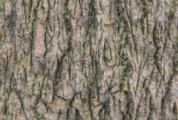 Naklejka premium Detail of oak tree bark