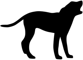 Hund