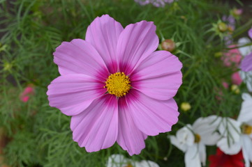 Pink Cosmo Flower