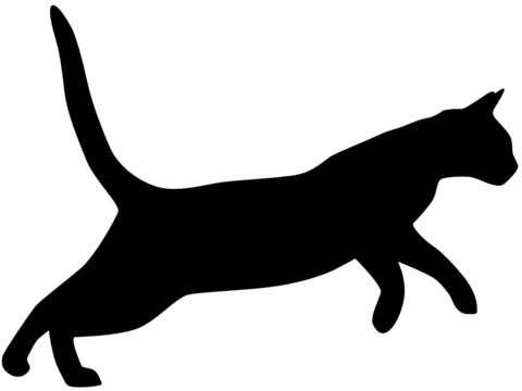 Katze