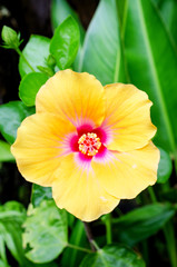 beautiful closeup spring blossoming tree