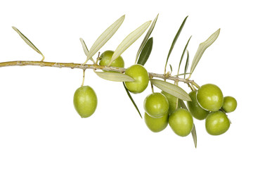 olive branch