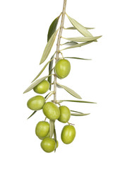 olive branch