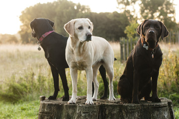 three colours of labrador