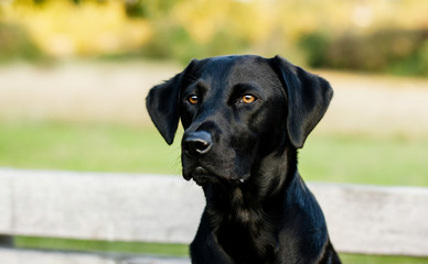 beautiful black labrador