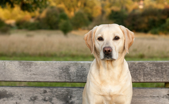 yellow lab