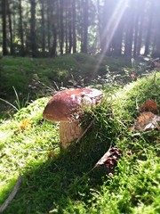 Steinpilz © SZ-Designs