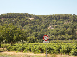 vigne raisin var