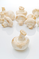 Fresh edible Portabello Mushroom Champignon over white backgroun