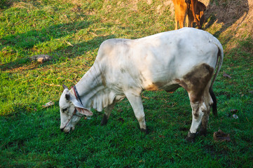 White cow out in the fields in rural Thailand