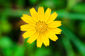 beautiful closeup spring blossoming tree
