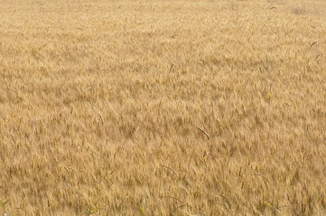 Field of ripe wheat