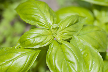 Fresh basil plant (Ocimum basilicum) close up