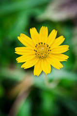 Obraz premium beautiful closeup spring blossoming tree