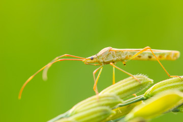 insect on an ear of rice