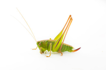 Big green grasshopper isolated on white grasshopper