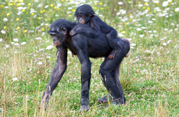 Bonobo et son petit