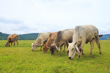 Fototapeta na wymiar Cows grazing on a green lush meadow