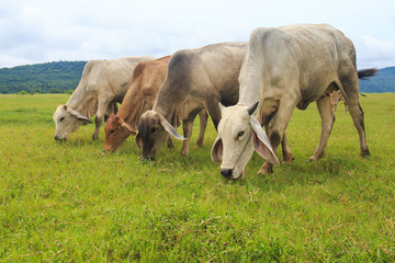 Naklejka na ściany i meble Cows grazing on a green lush meadow