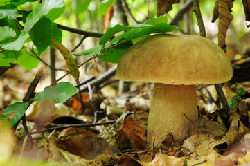 Boletus edulis, commonly known as the porcini as well as penny b
