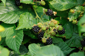 berries of blackberry on the leaf
